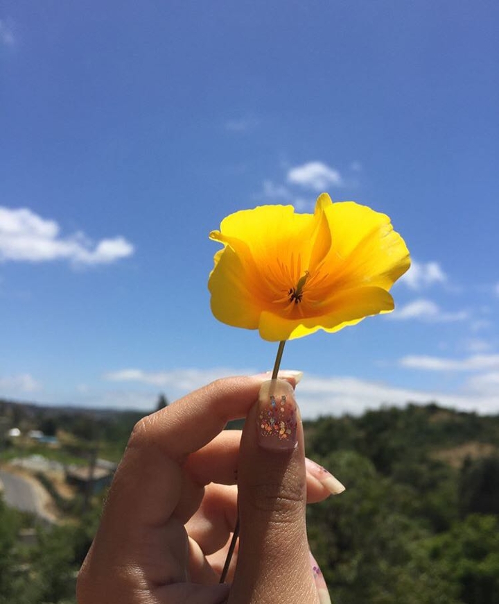 yellow fløwer
