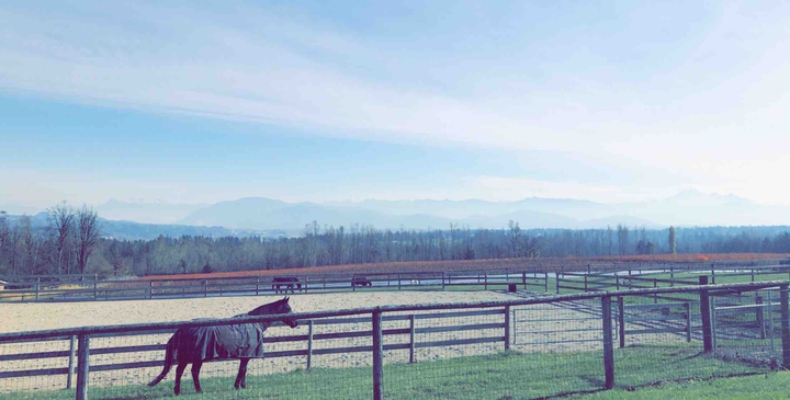 horse and the sky