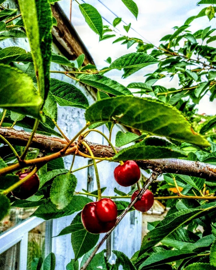 cherry