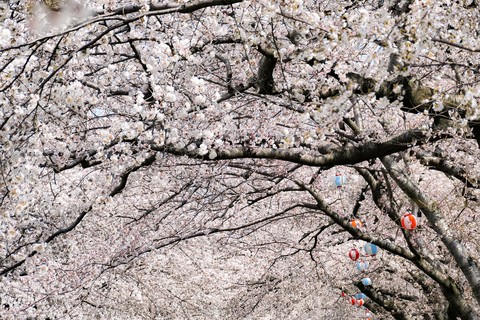 petal, Blossom háttérképek