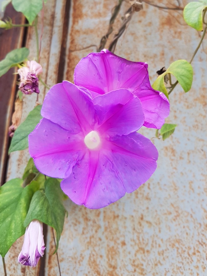 Purple Flower