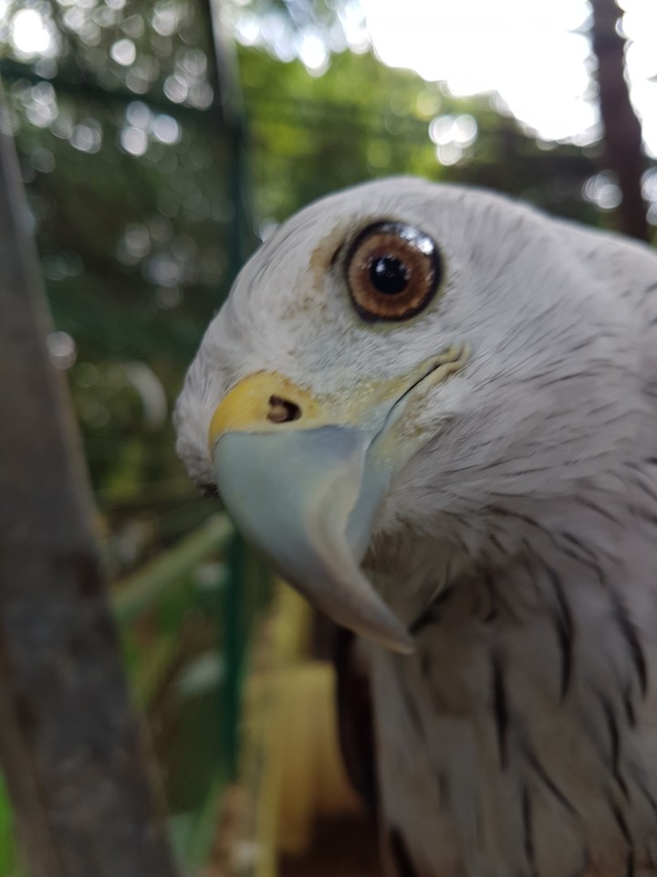 Eagle