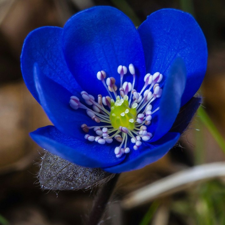 blue forest flower