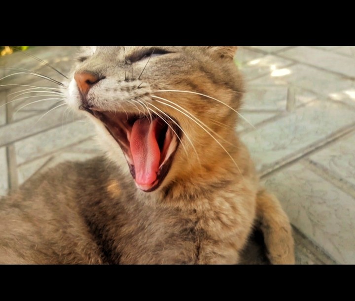 cat