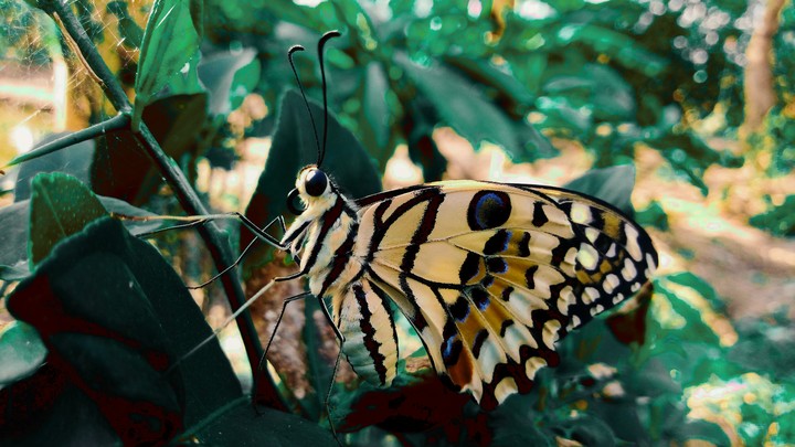 butterfly