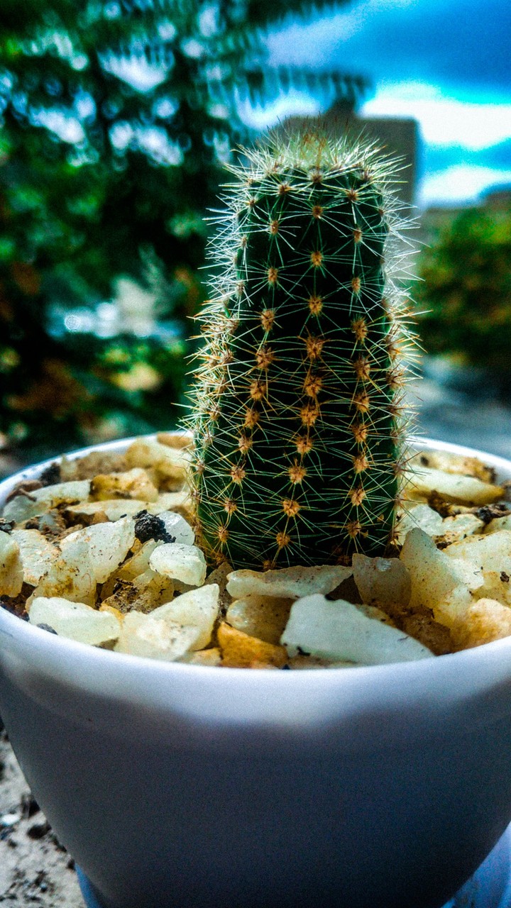 cactus