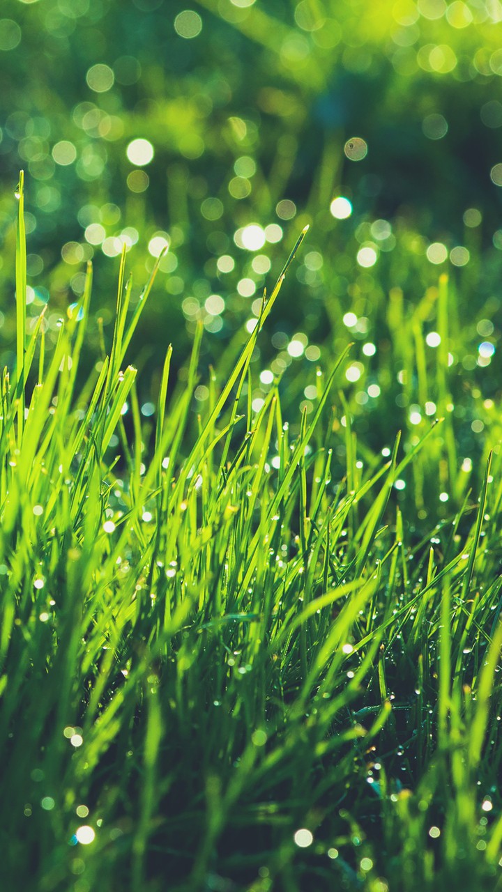 grass with bokeh