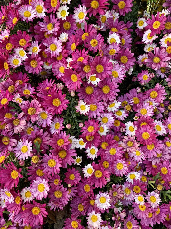 flower3