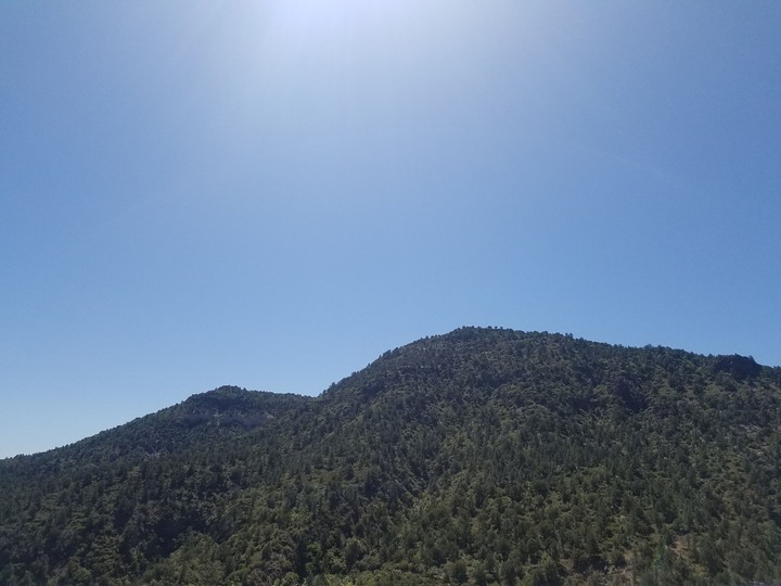 Green forest
