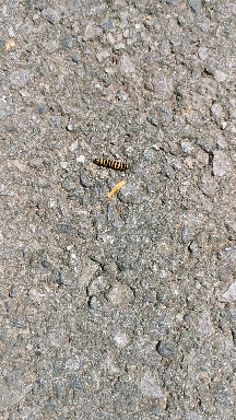 caterpillar