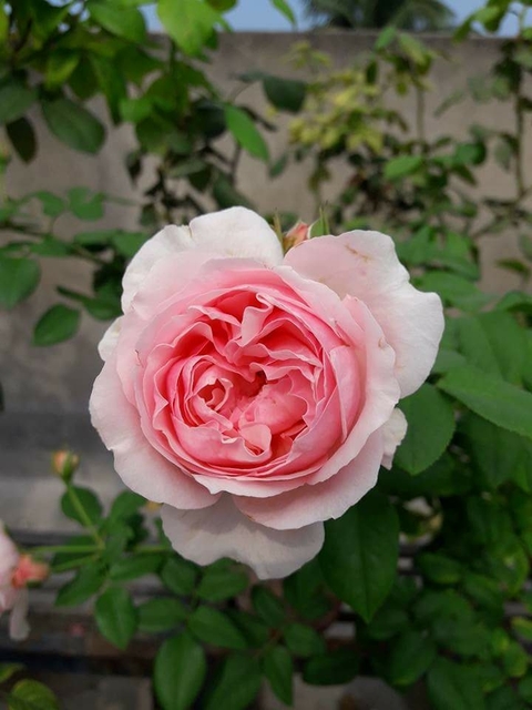 rose