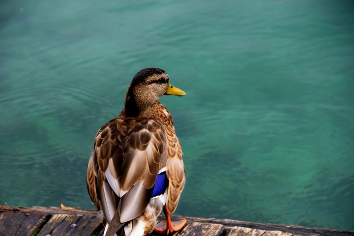 Duck