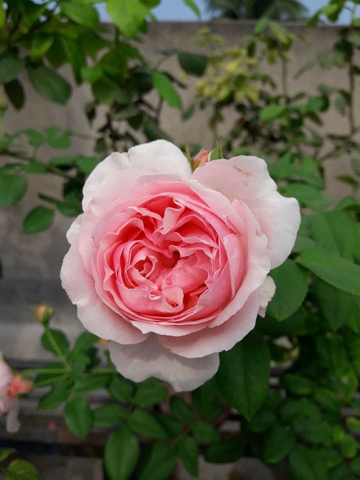 rose