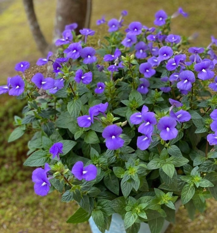 plant