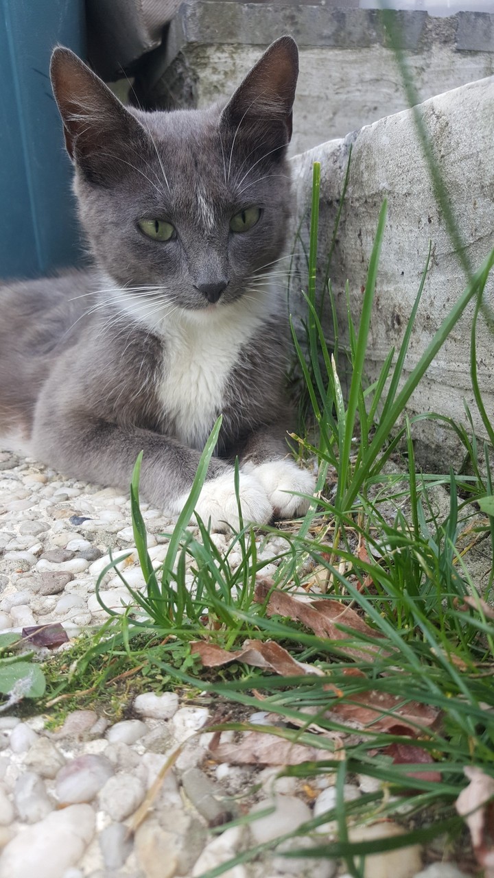 cat