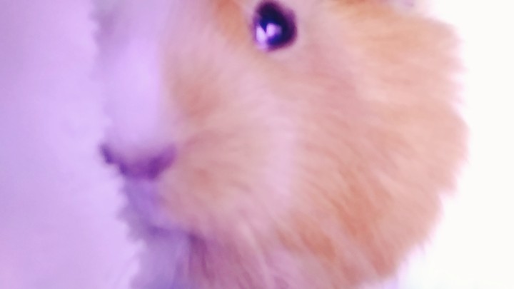 guineapigs selfie
