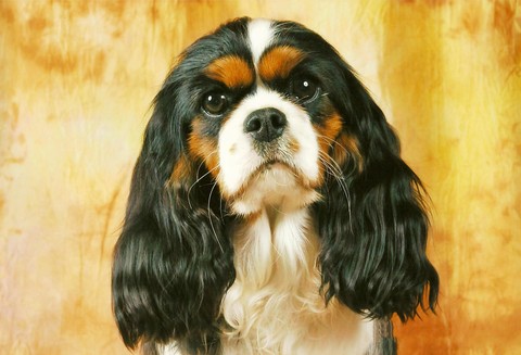sfondi snout, head