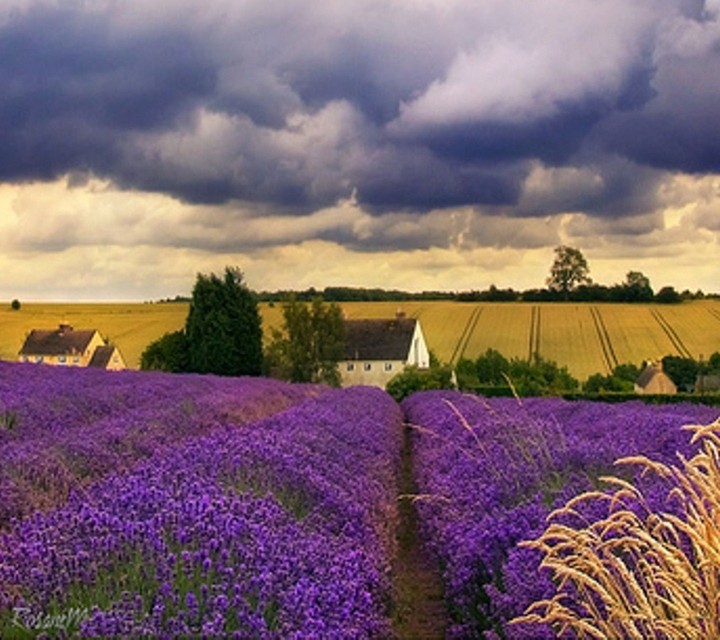 lavender