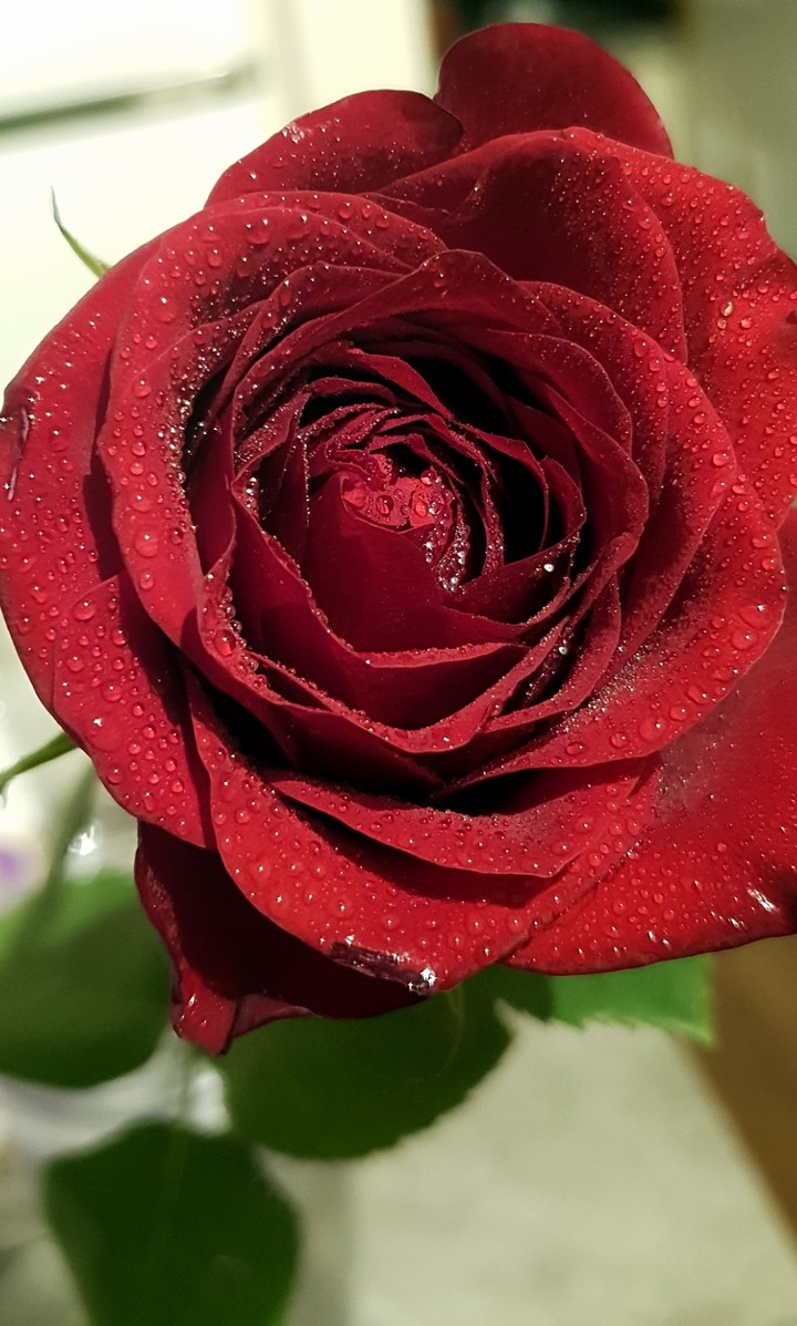 valentines