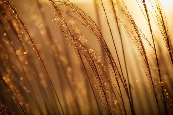 golden