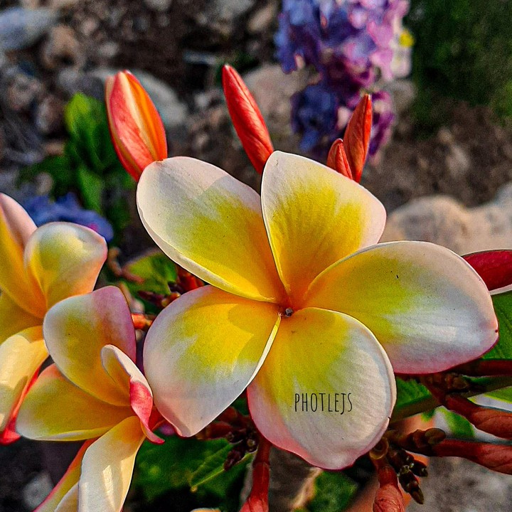 Flor