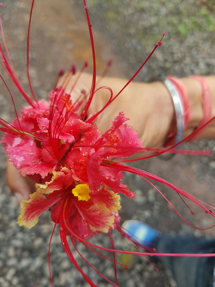flowers