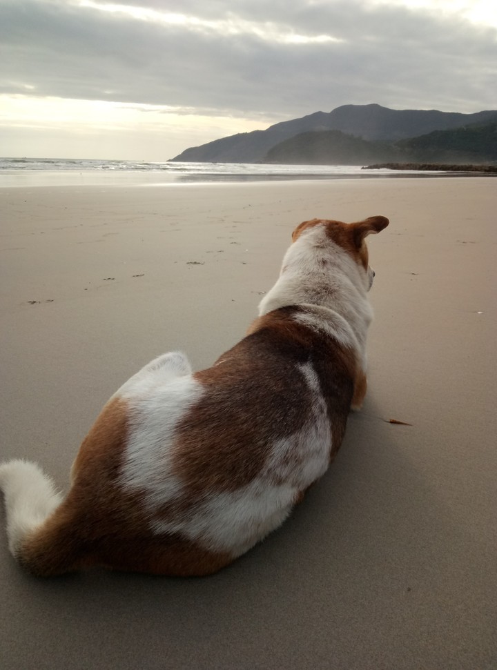 dog