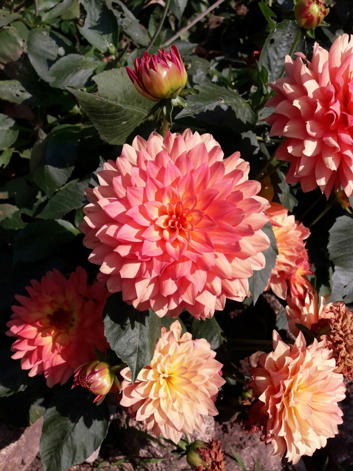 My amazing flowers