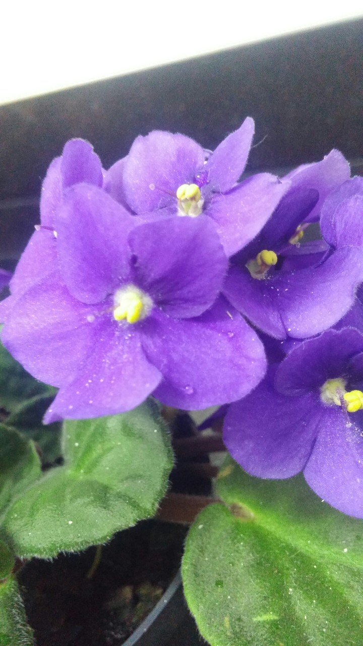 violeta roxinha