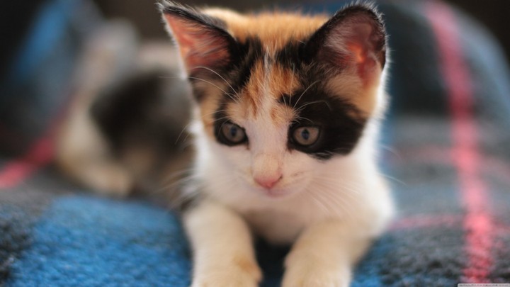 cat
