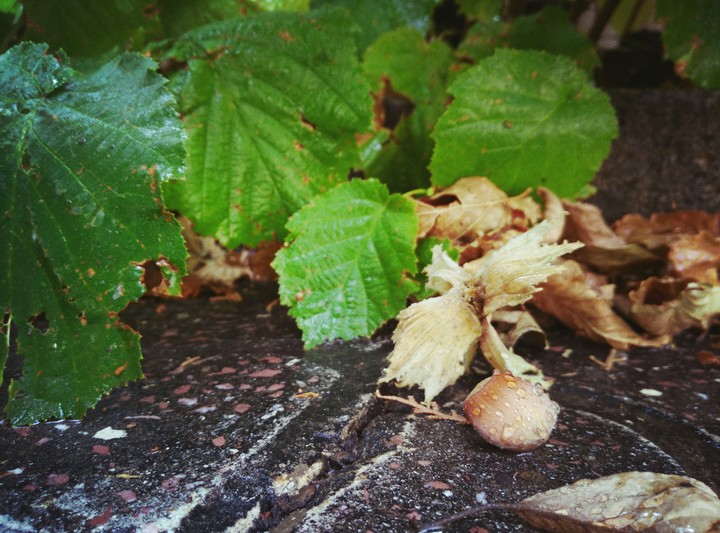 Hazelnut