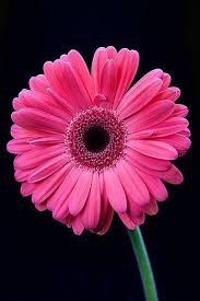 Pink flower.