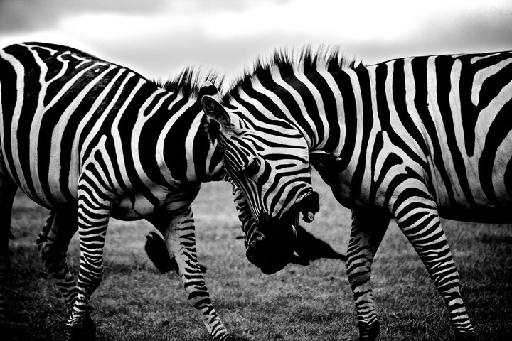 zebra