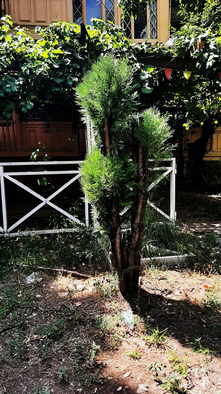 trees