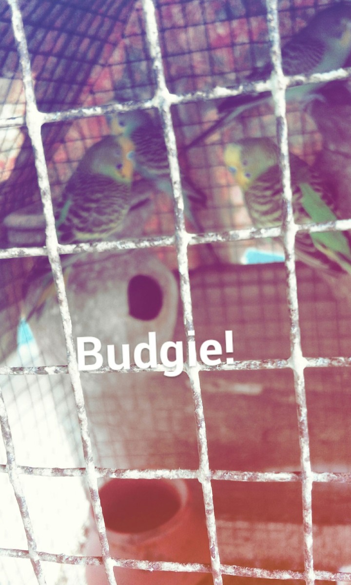 Bugdie lovers!!♡♡♡