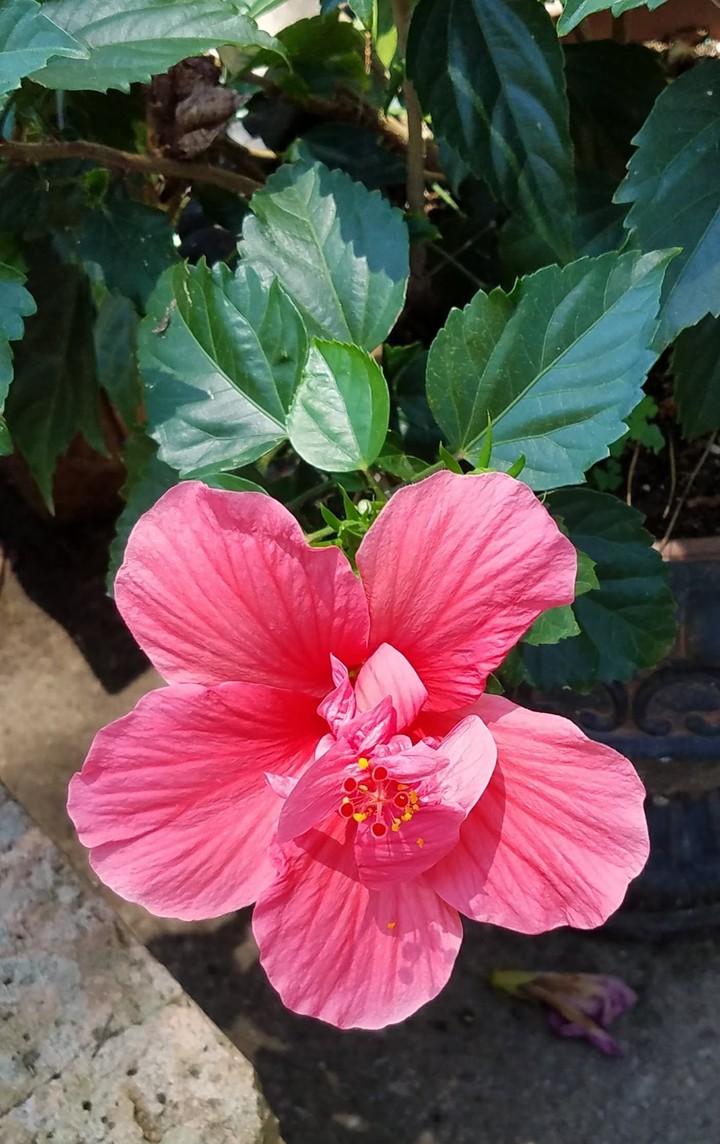 Peach _hibiscus