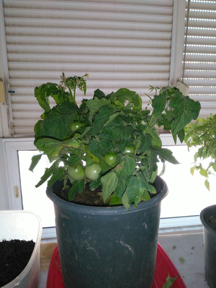 tomato