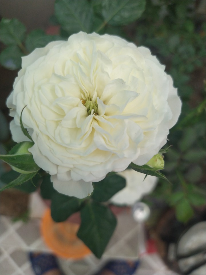 rose love