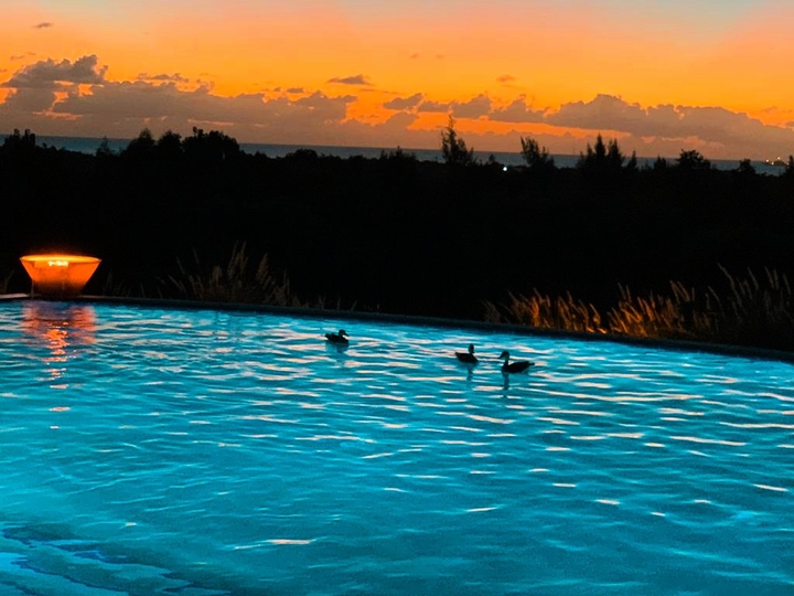 patos y ataedecer