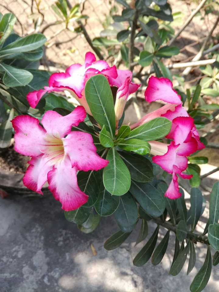 Hoa Sứ