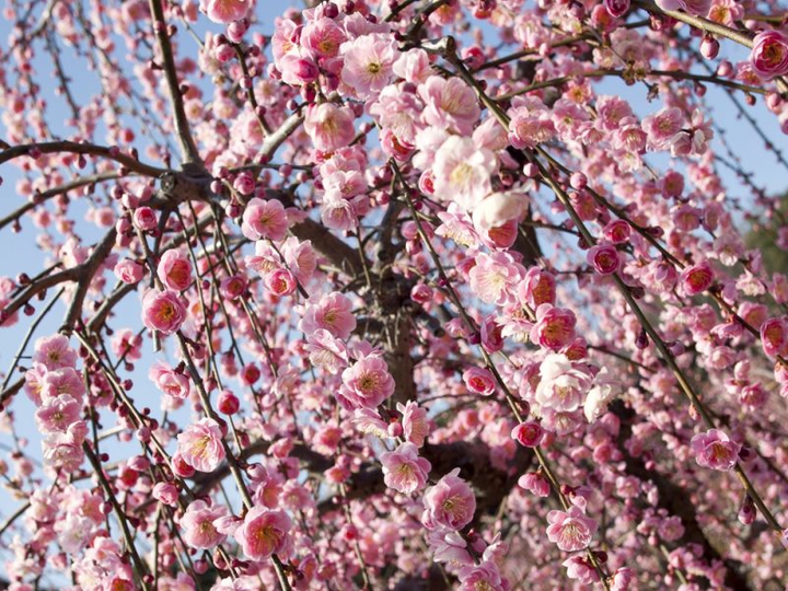 branches laden with pink plum blossoms
