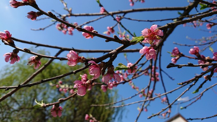Spring