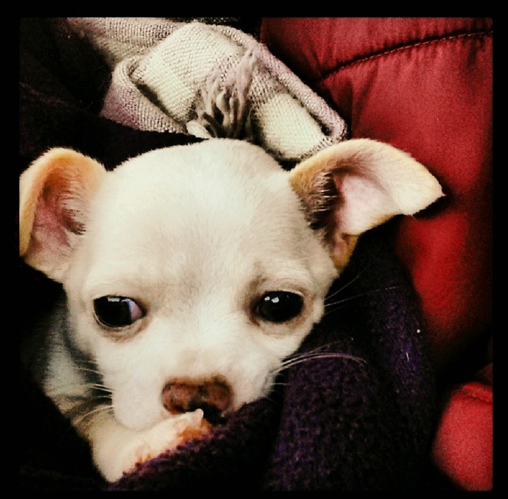 puppy love 2