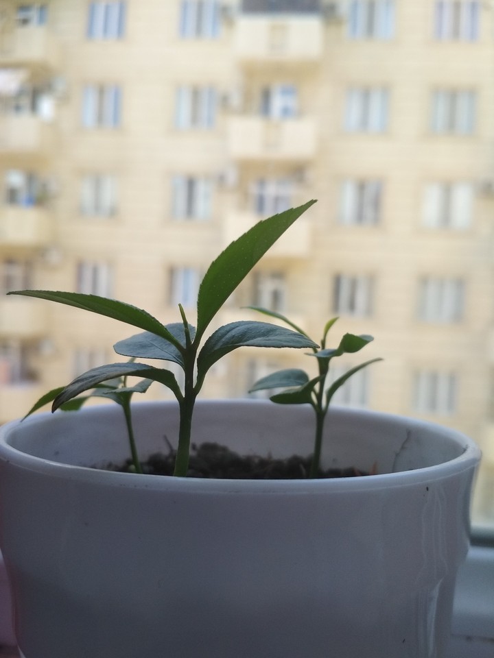 my lemon trees