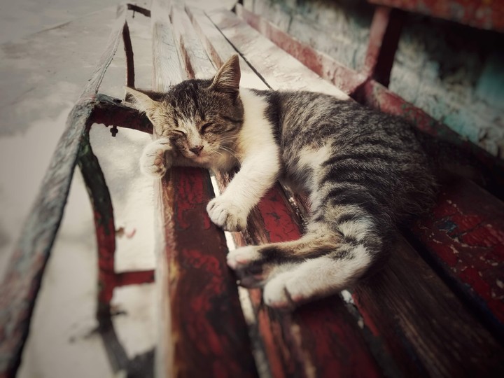 dreams cat