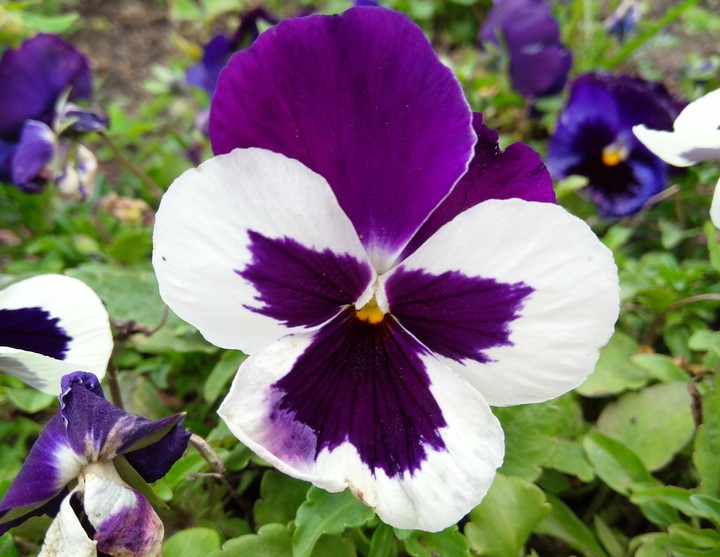 Butterfly Flower