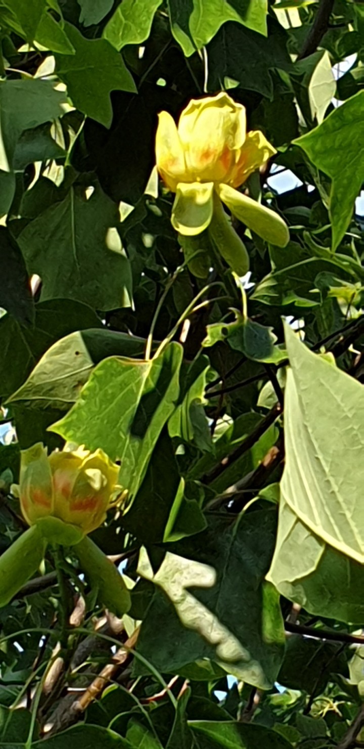 Tulpenbaum