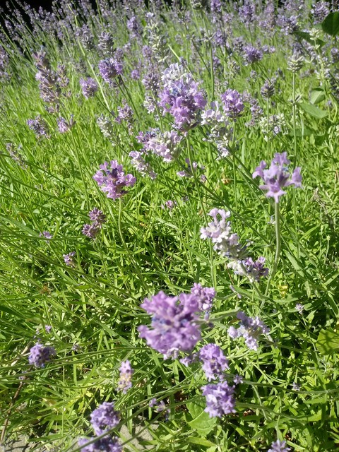 тапети flower, subshrub