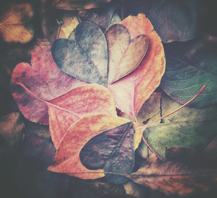 fallen leaves