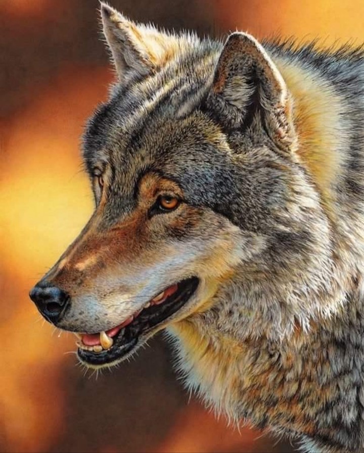 Canis Lupus